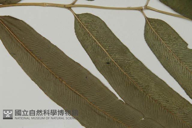 華鳳丫蕨藏品圖，第4張