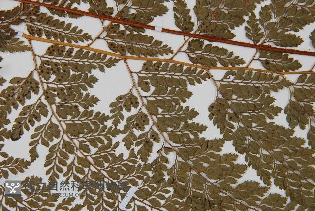 臺灣兩面複葉耳蕨藏品圖，第4張