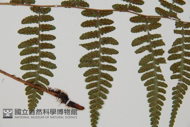 阿里山蹄蓋蕨藏品圖，第4張