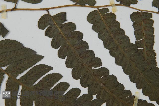 毛柄短腸蕨藏品圖，第4張