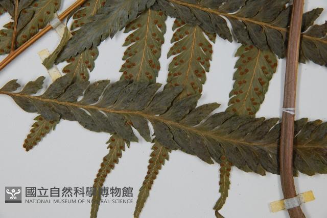 羽葉鱗蓋蕨藏品圖，第7張