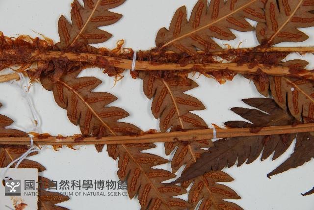 日本狗脊蕨藏品圖，第4張