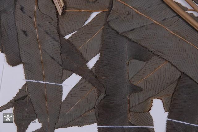 華鳳丫蕨藏品圖，第4張