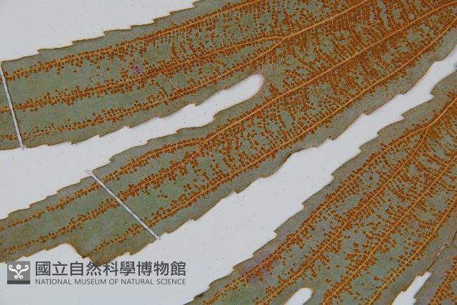 雙扇蕨藏品圖，第4張