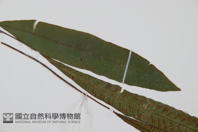 單葉雙蓋蕨藏品圖，第4張