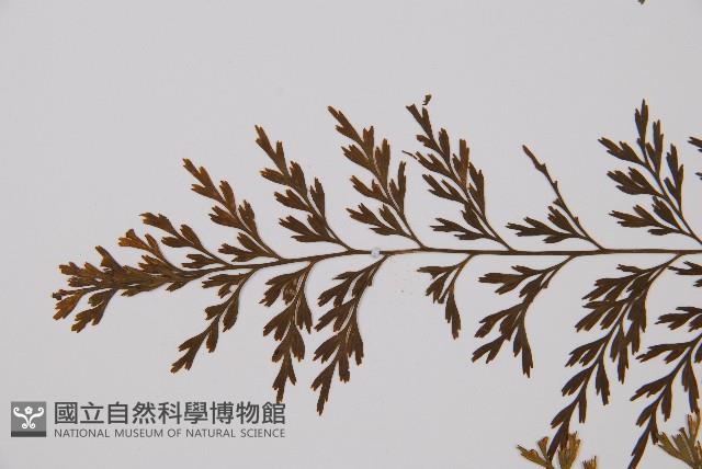 威氏鐵角蕨藏品圖，第4張