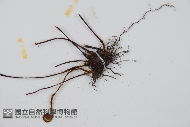 韓氏黑桫欏藏品圖，第4張