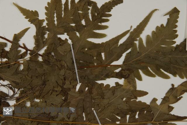 屏東擬肋毛蕨藏品圖，第4張