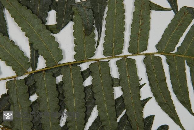 毛柄短腸蕨藏品圖，第4張