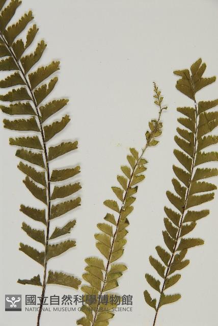 薄葉孔雀鐵角蕨、邊孢鐵角蕨藏品圖，第4張