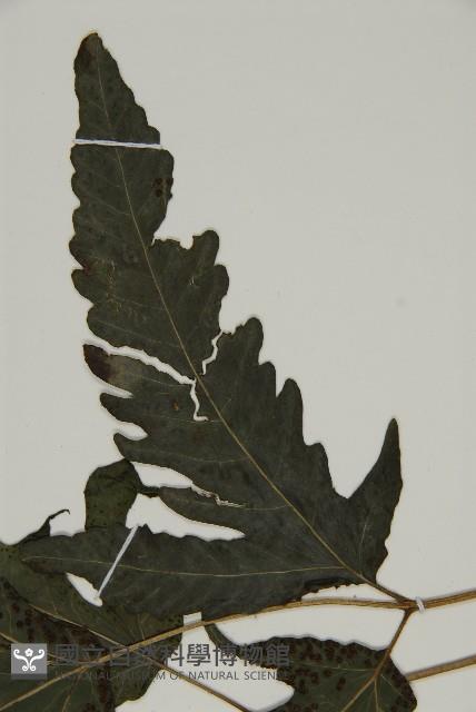 三叉蕨藏品圖，第4張