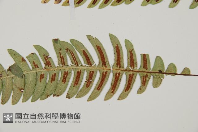 雉尾烏毛蕨藏品圖，第4張