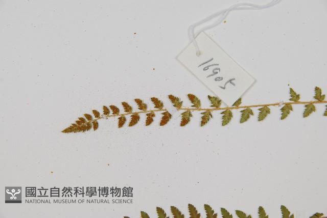 登錄號:P011771藏品圖，第4張