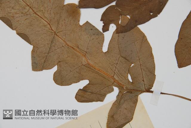 登錄號:P004771藏品圖，第4張