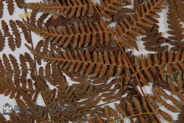 姬蕨藏品圖，第7張