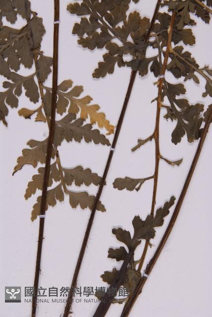 大鐵角蕨藏品圖，第4張