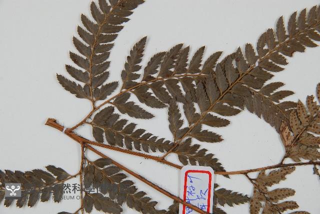細葉複葉耳蕨藏品圖，第4張