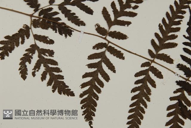 薄葉擬肋毛蕨藏品圖，第4張