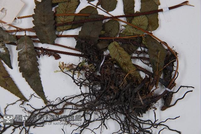 江南短腸蕨藏品圖，第4張
