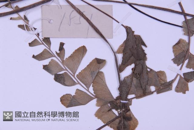 綠柄剪葉鐵角蕨藏品圖，第4張