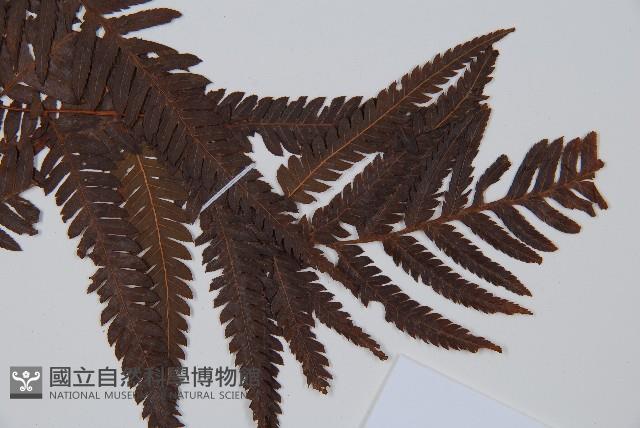 金狗毛蕨藏品圖，第3張