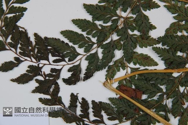 山蹄蓋蕨藏品圖，第4張