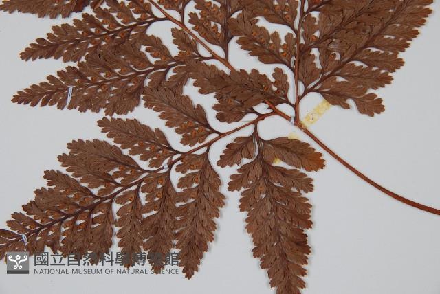 杯狀蓋陰石蕨藏品圖，第4張