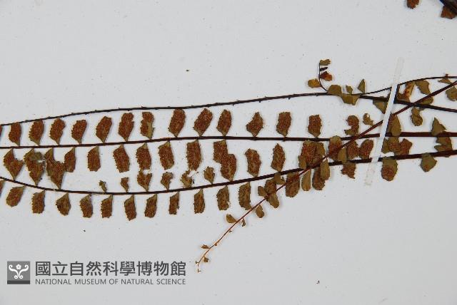 鐵角蕨藏品圖，第4張