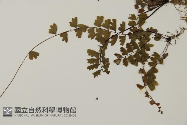 愛氏鐵線蕨藏品圖，第4張