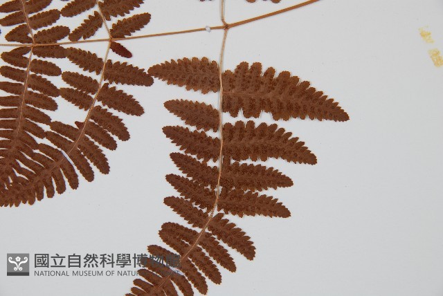 密腺羽節蕨藏品圖，第7張