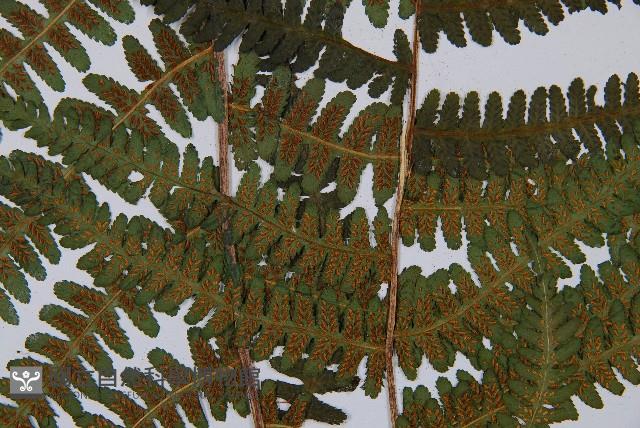 登錄號:P003871藏品圖，第4張