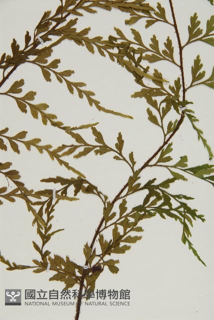 大黑柄鐵角蕨、黃鱗鐵角蕨、大羽鐵角蕨藏品圖，第4張