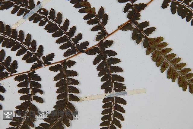 姬蹄蓋蕨藏品圖，第4張