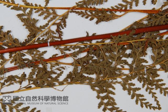 光葉碗蕨藏品圖，第4張