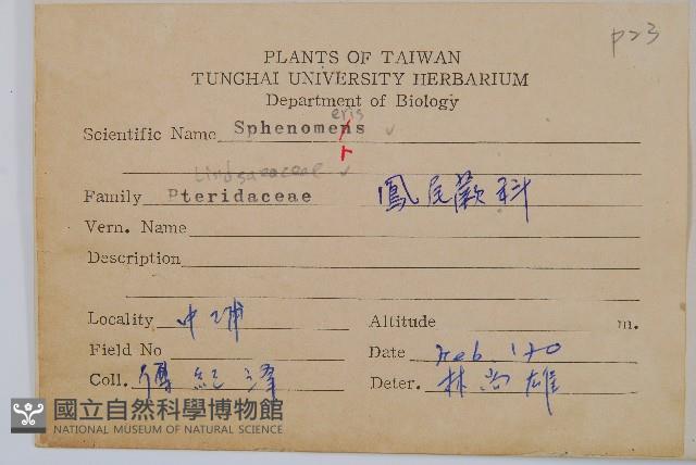 闊片烏蕨藏品圖，第4張