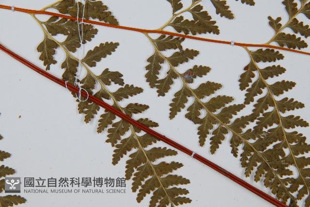 碗蕨藏品圖，第3張