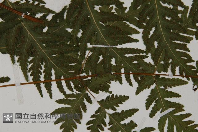 薄葉三叉蕨藏品圖，第4張