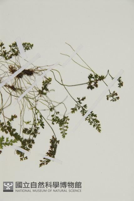 姬鐵角蕨藏品圖，第4張