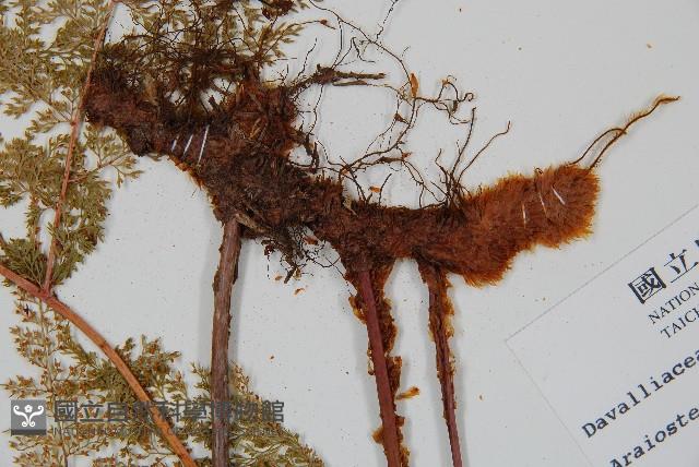 台灣小膜蓋蕨藏品圖，第6張