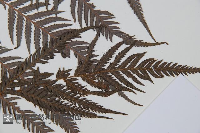臺灣金狗毛蕨藏品圖，第3張