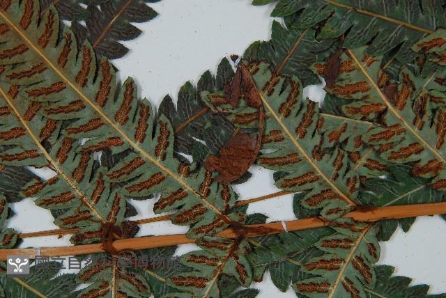 日本狗脊蕨藏品圖，第4張