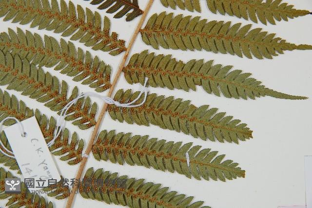 台灣桫欏藏品圖，第3張