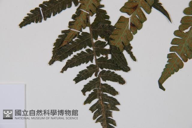 東洋蹄蓋蕨藏品圖，第4張