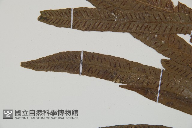 單葉雙蓋蕨藏品圖，第4張