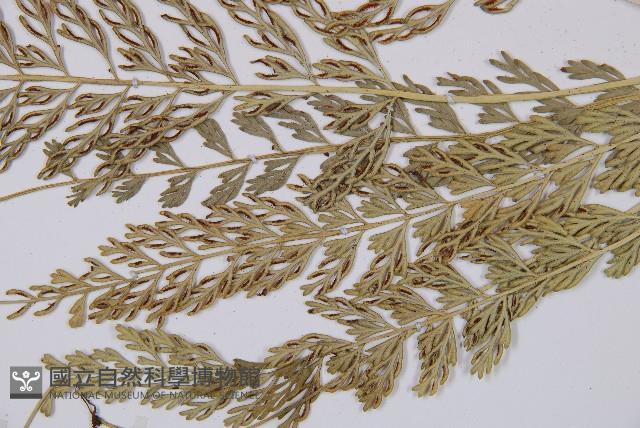 長生鐵角蕨藏品圖，第4張