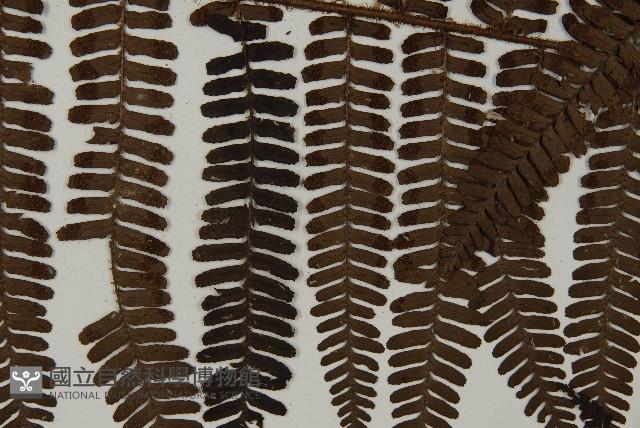 頂囊肋毛蕨藏品圖，第4張