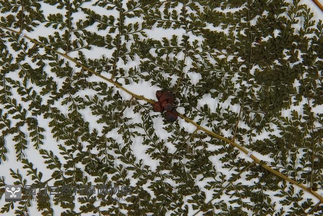 稀子蕨藏品圖，第4張