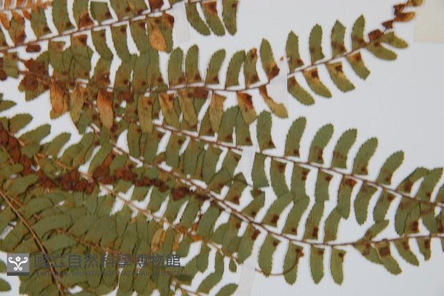 岩蕨藏品圖，第4張