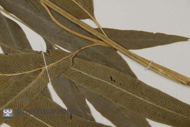 Accession Number:P006381 Collection Image, Figure 4, Total 5 Figures