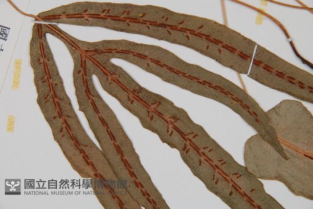 崇澍蕨藏品圖，第4張